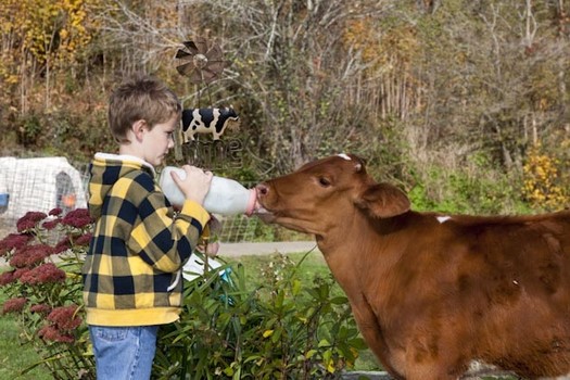 Agritourism: Culinary exploration of Vermont farms
