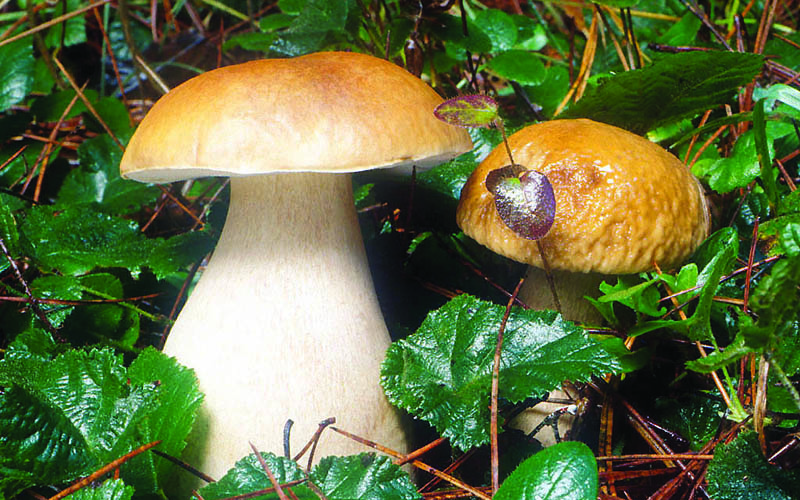 Fun with food: gastronomic dining of the future