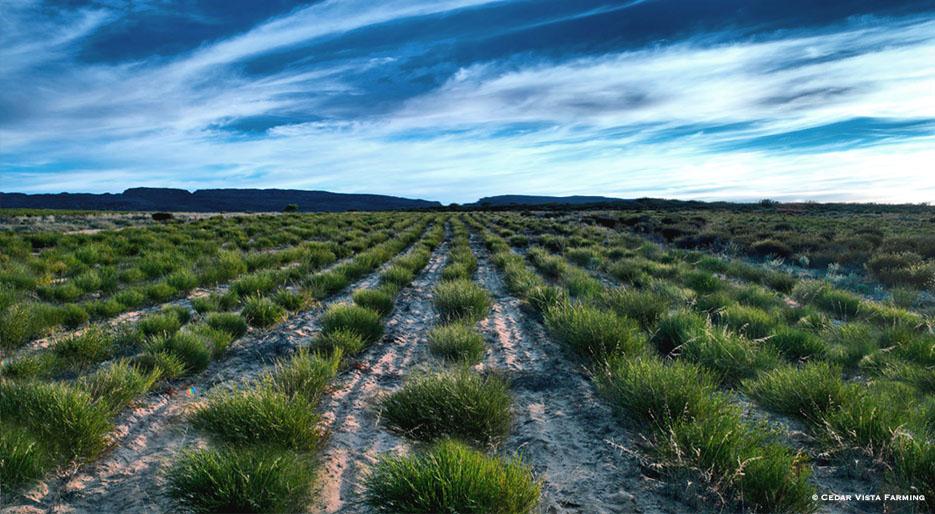Rooibos tea, the treasure of South Africa