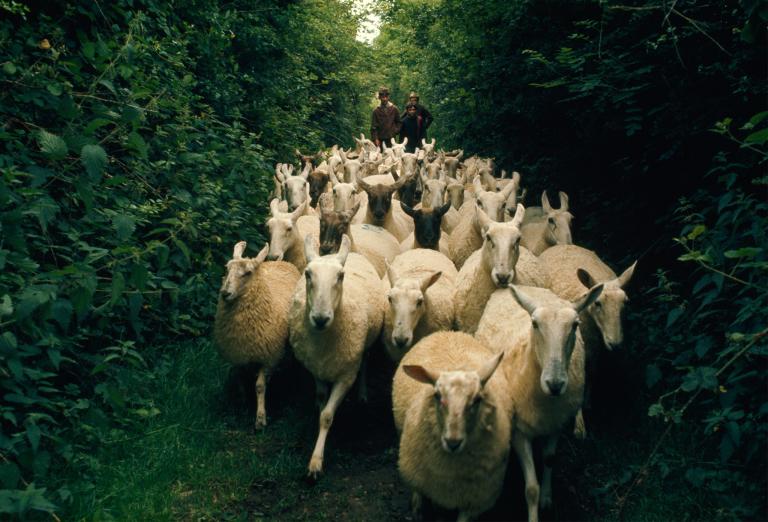 For St. Patrick's Day, 16 Pictures That Transport You to Ireland