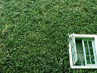 Sustainable Travel: Willingness to pay vs. actual behaviour