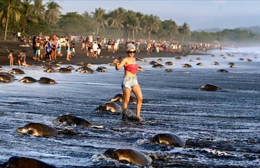 sea-turtles-costa-rica-tourists-41-537x347.jpg