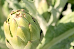 Spain: Artichokes presented as food attraction