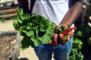 Urban Farming in Cape Town