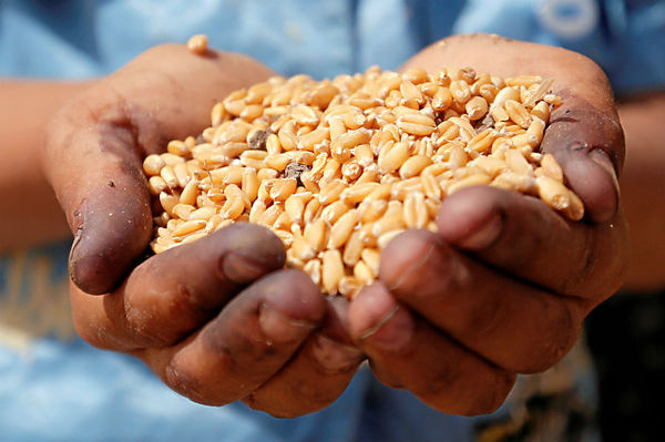 Could ancient wheat species play a big role in the future of food?