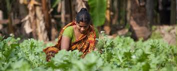 The nexus between agriculture and nutrition