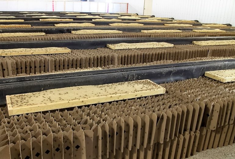 The Great Lakes region – Can tiny livestock solve big hunger?