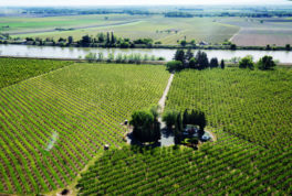 Benguet Arabica coffee listed among ‘endangered’ food products