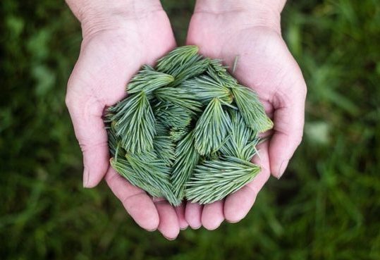 pine-leaves-691639_640-e1532609836602.jpg