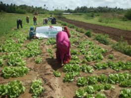 Slow Food in Somalia: An expanding network of gardens