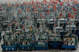 Report: China wants fish, so Africa goes hungry