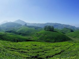 How India can work on medicinal plants conservation areas to boost its share in global tourism