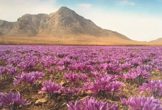 Sites in Iran, Morocco and Spain recognized as important for the world’s agricultural heritage