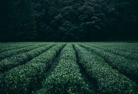 If we want our food to be truly sustainable, we need to be able to tell where it comes from