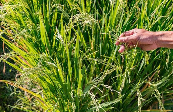 Plant Your Own Rice at the Best Hotel in the World