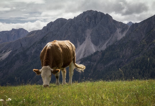 Sustainable agriculture will be critical to preventing global food shortages