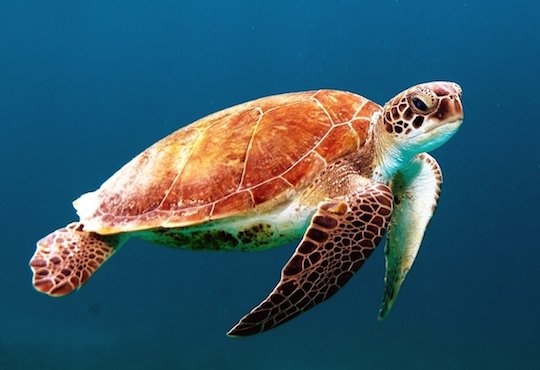 Asia-Pacific nations must ‘work together’ to save their ocean