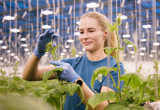 Home of Nordic Flavours 2020 awarded 2nd prize in the Food Film Menu 2020