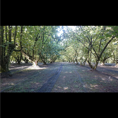 Vegan hazelnut butter_Slovenia_4 Vegan hazelnut butter_Slovenia_4