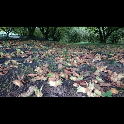 Vegan hazelnut butter_Slovenia_5 Vegan hazelnut butter_Slovenia_5