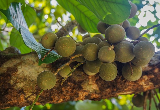 Bringing native plants back to indigenous diets in Indonesia
