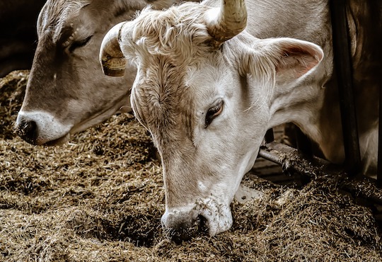 Meat should cost 3 times more