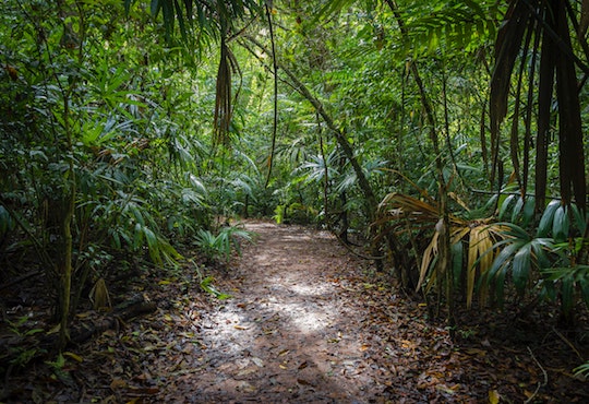 New report shows Indigenous and Tribal Peoples ‘best guardians’ of forests