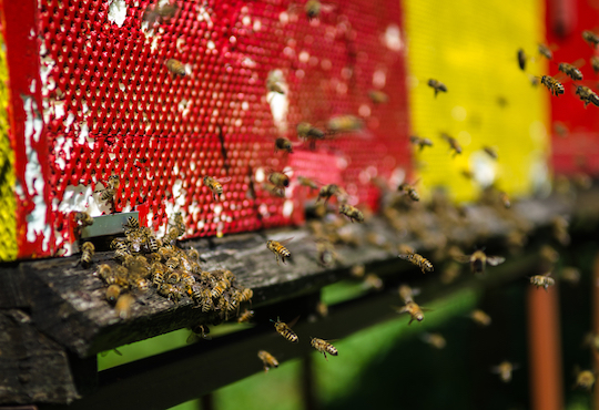 The fourth observance of World Bee Day