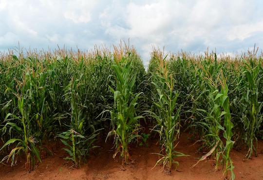 With vast arable lands, why is Africa dependent on imported grain?