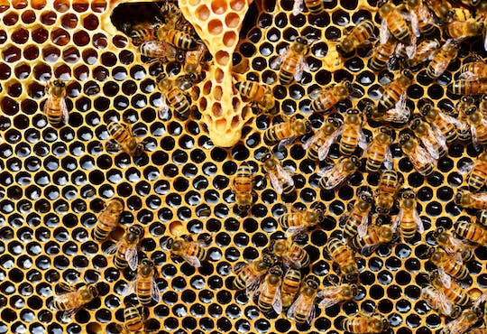 Reef Saudi launches bee clinics in major cities in Kingdom