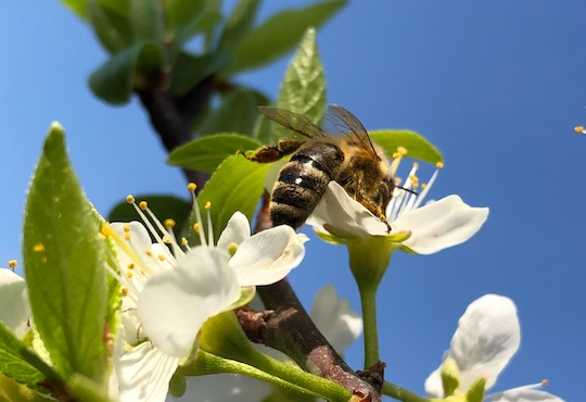 Nature protection and restoration