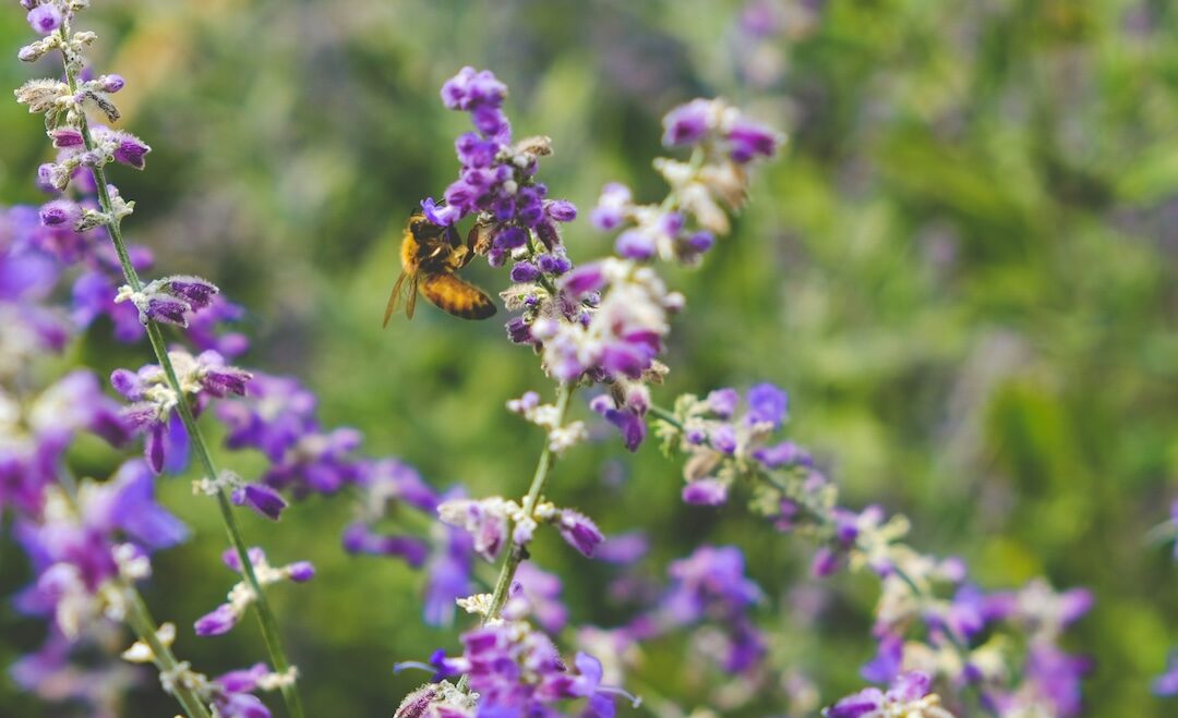 ‘A momentous day for nature’: EU approves first-of-its-kind law that could bring back biodiversity