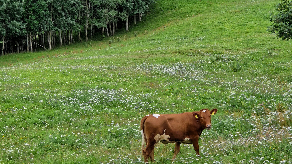 The global human impact on biodiversity