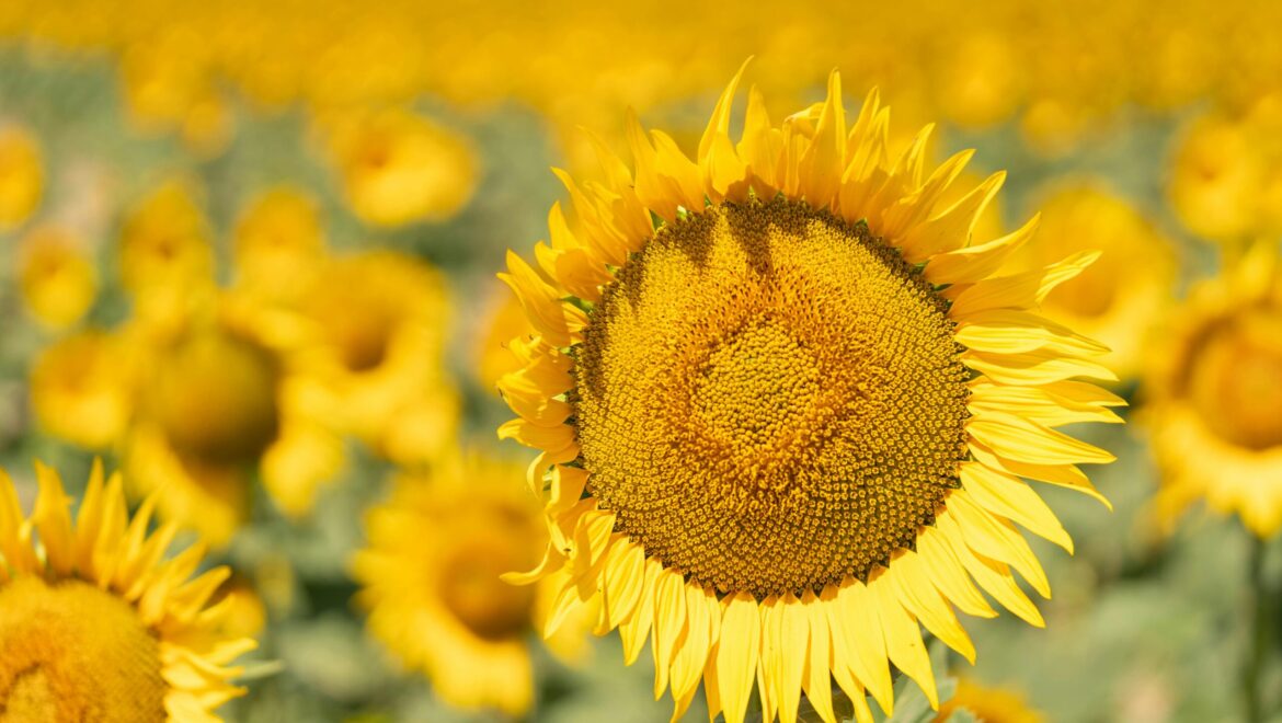 IGCAT Supports Slow Food’s Call for a Radical Overhaul of EU Agrifood Trade Policy