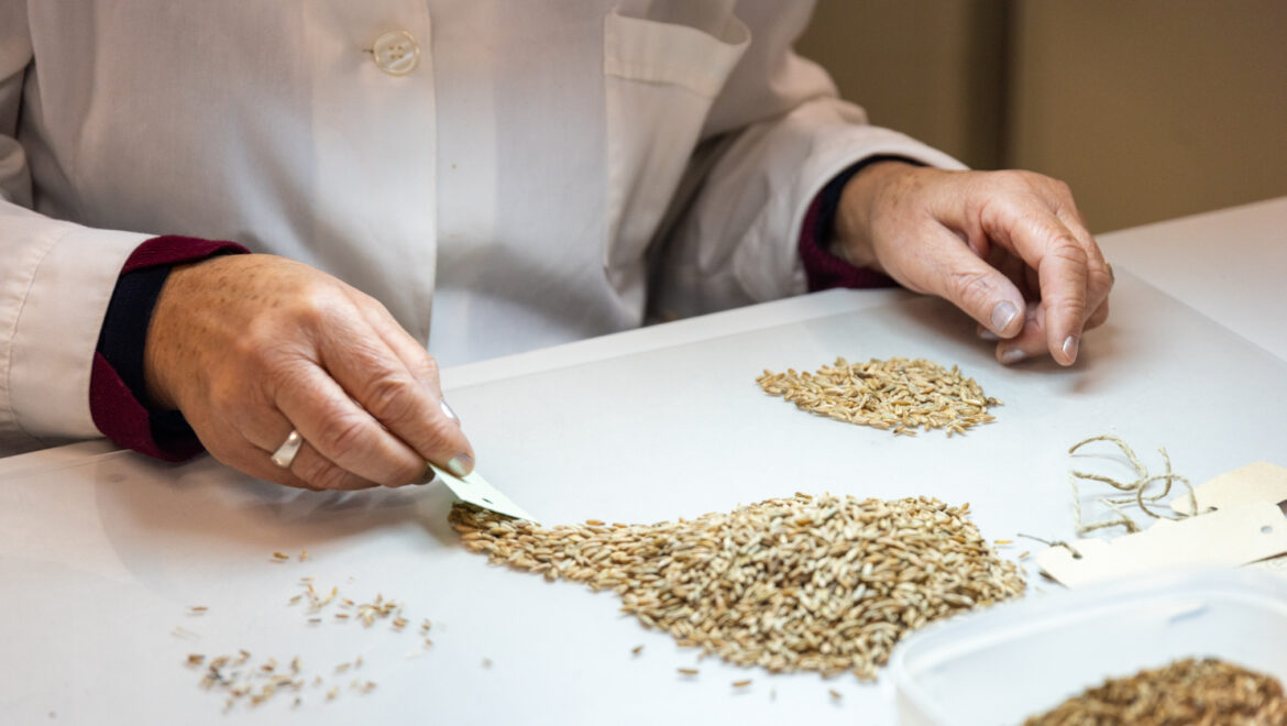 Galicia’s “living seed library” is putting lost crops back on the land