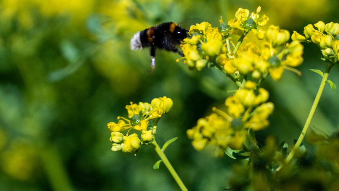 Golden Bee Award 2026: Celebrating Innovation and Excellence in Pollinator Protection